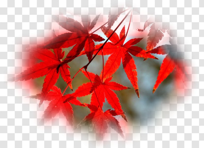 Tree Bonsai Follaje Leaf Autumn - Perennial Plant Transparent PNG