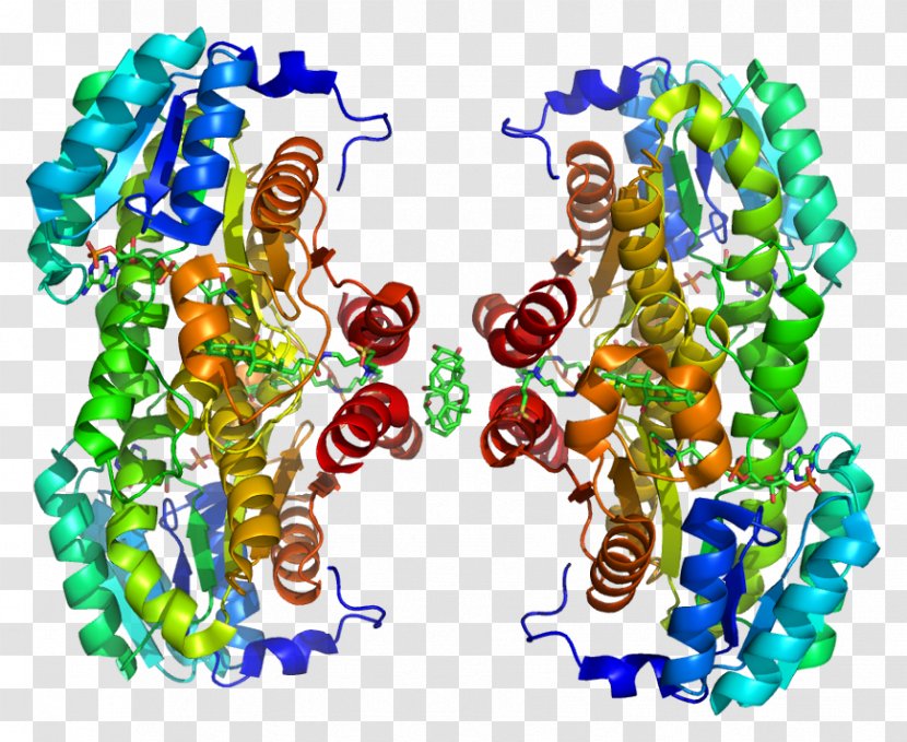 11β-Hydroxysteroid Dehydrogenase Type 1 3β-Hydroxysteroid Enzyme Corticosteroid 11-beta-dehydrogenase Isozyme 2 - Art - Xu Transparent PNG