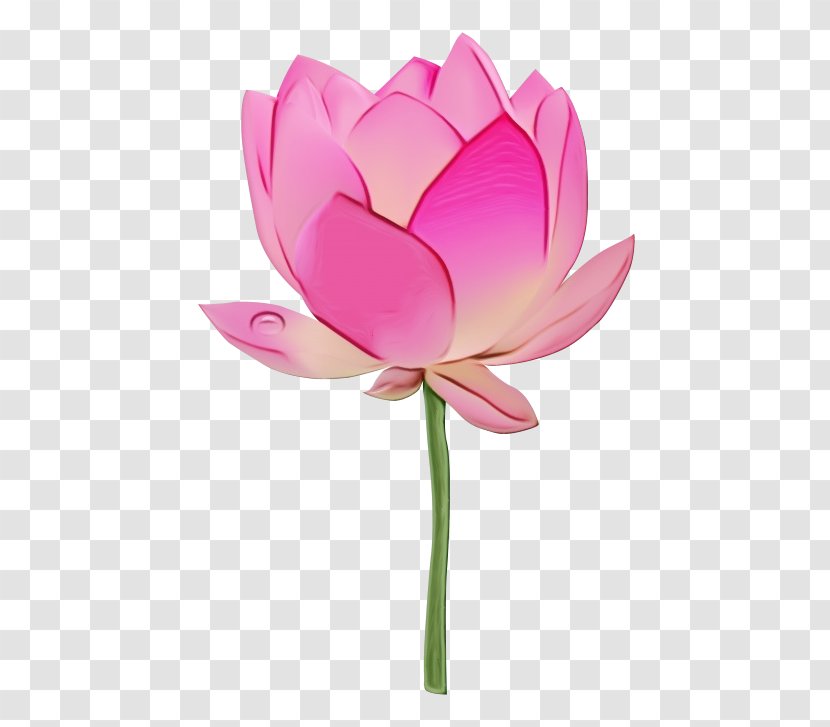 Lotus - Family - Plant Pink Transparent PNG