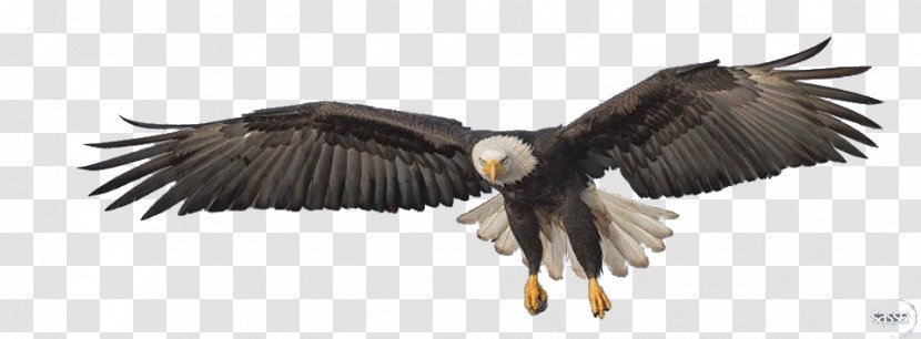 The Golden Eagle - Bird Of Prey - Flying Transparent Image Transparent PNG