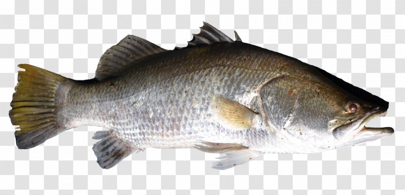 Salmon Fish Products Barramundi Perch Bass - Fauna Transparent PNG