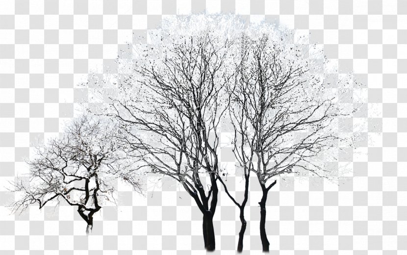 Tree Winter Black And White - Plant - Snowy Trees Transparent PNG