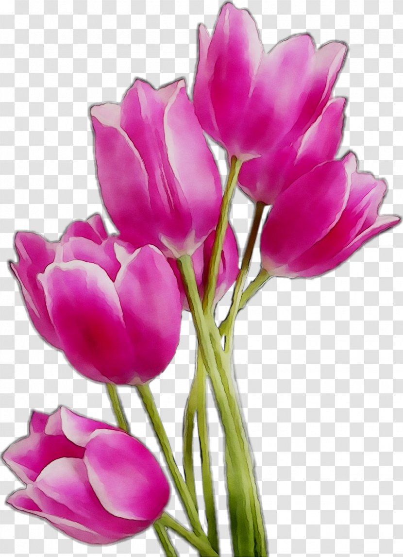 Clip Art Tulip Image Flower - Petal - Flowering Plant Transparent PNG
