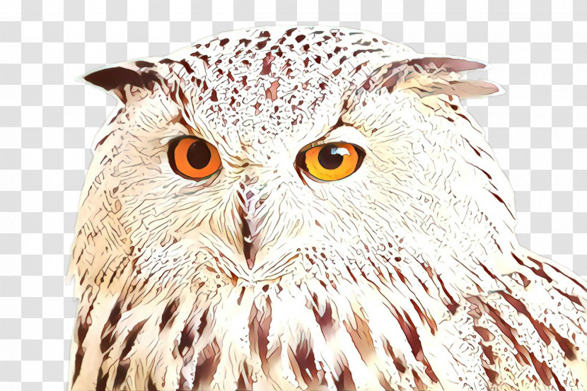 Owl Bird Bird Of Prey Beak Eastern Screech Owl Transparent PNG
