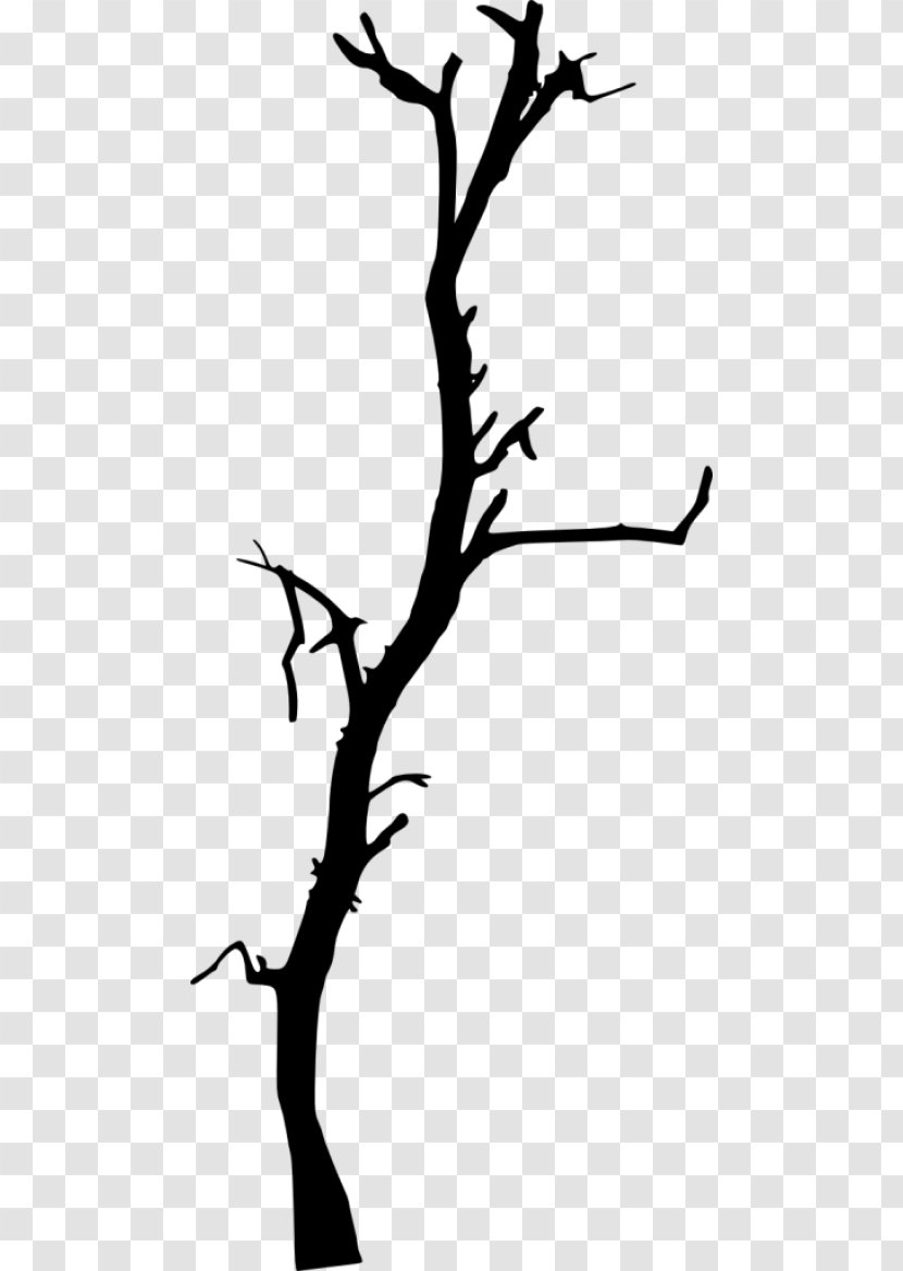 Oak Tree Drawing - Branch - Line Art Blackandwhite Transparent PNG