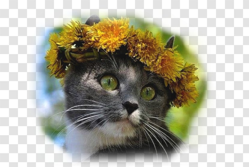 Лето Yandex Search Summer - Cat Like Mammal - Animaatio Transparent PNG
