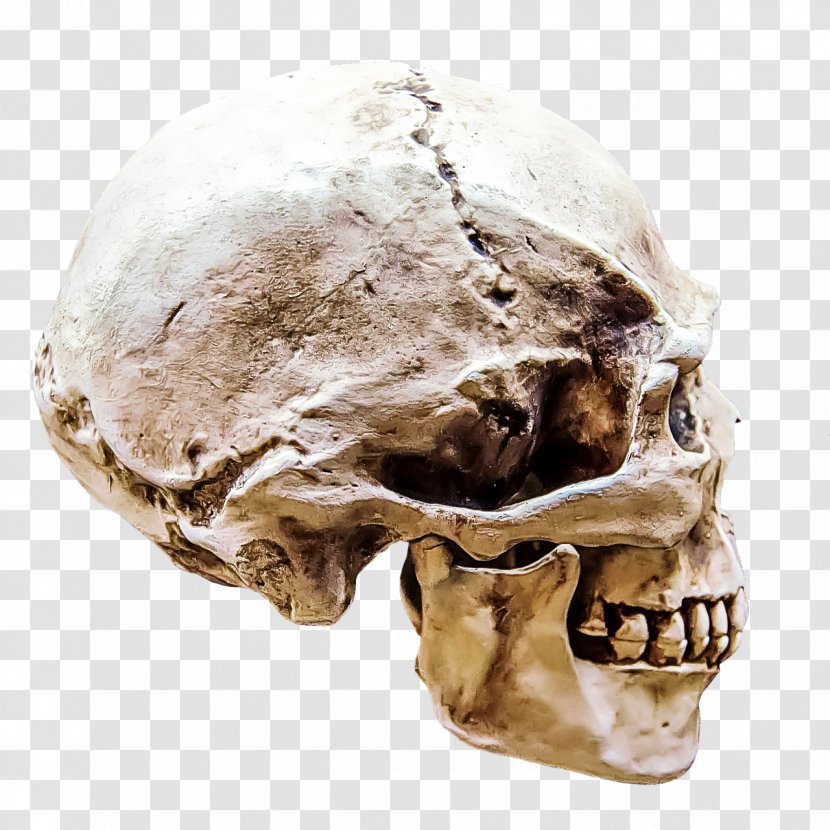 Skull Bone Skeleton Jaw Head - Anthropology Forehead Transparent PNG