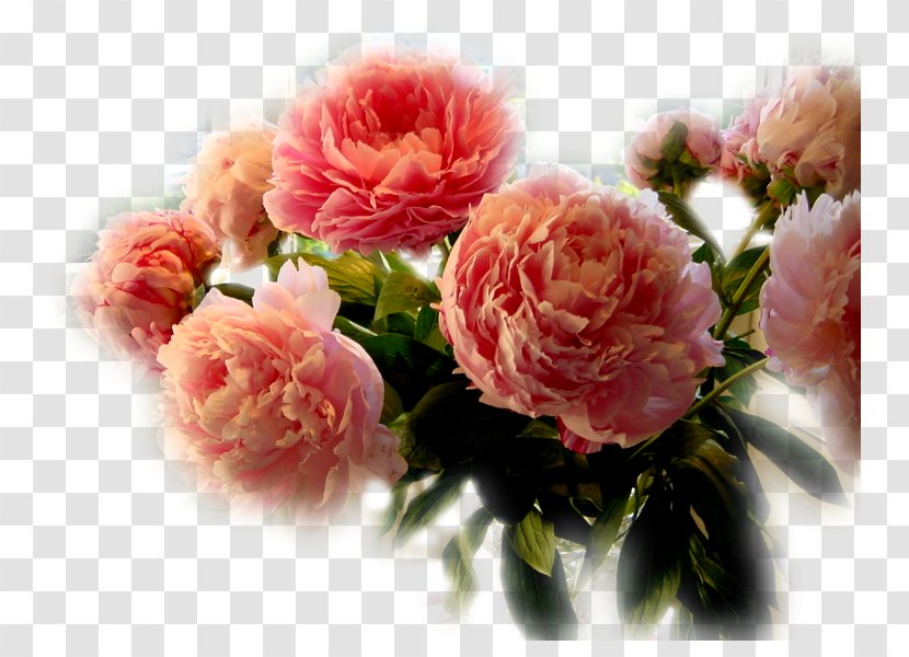 Garden Roses Cut Flowers Cabbage Rose Petal - Floral Design - Flower Transparent PNG