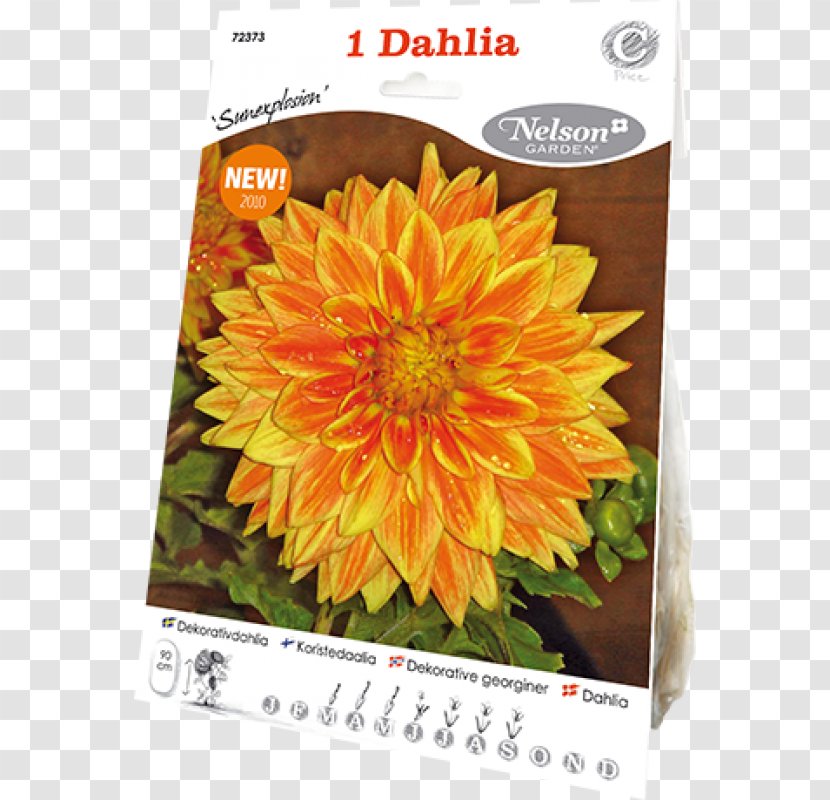 Common Sunflower Seed Dahlia Chrysanthemum Sunflowers - Flower - Pinnata Transparent PNG