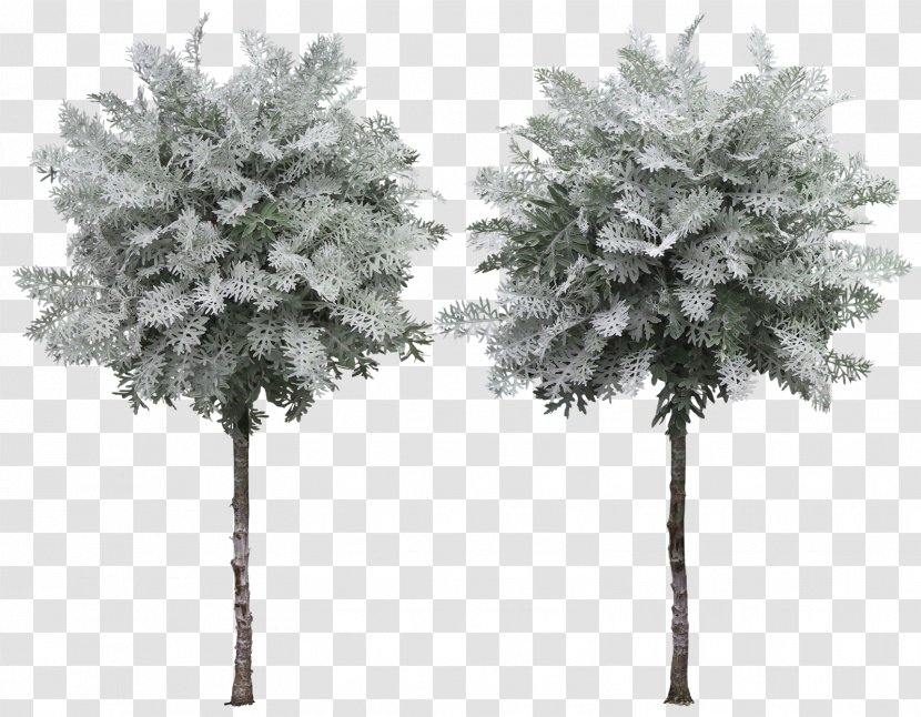 Plane Trees Plant Clip Art - Frost - Tree Transparent PNG
