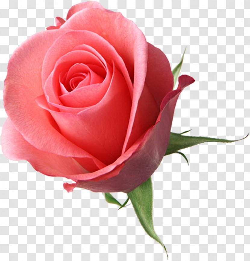 Flower Garden Roses Drawing Floral Design - Rosa Centifolia - Rose Transparent PNG