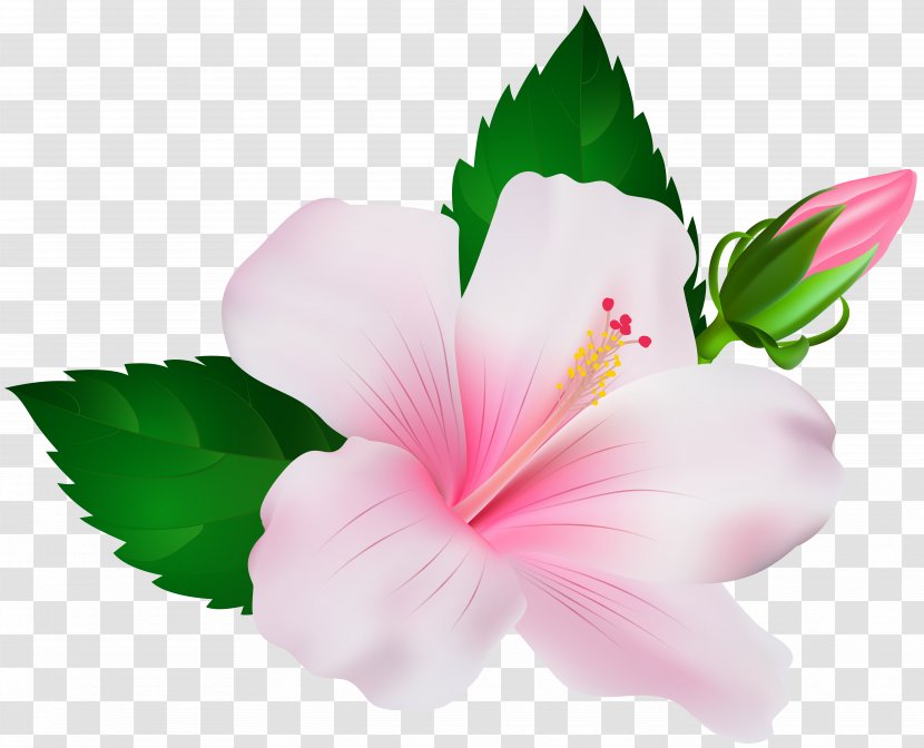 Shoeblackplant Flower Clip Art - Annual Plant - Hibiscus Transparent PNG