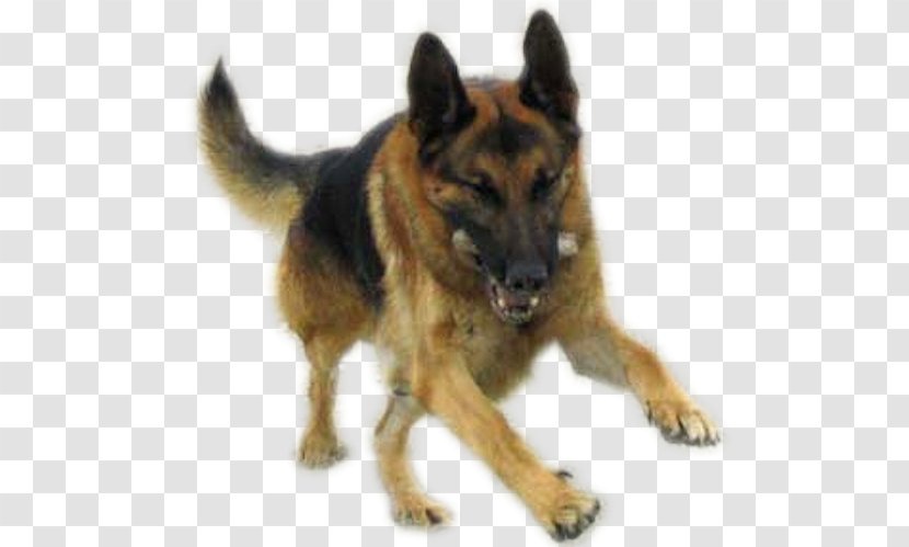 Old German Shepherd Dog King Tervuren Kunming Wolfdog - Breed Group Transparent PNG