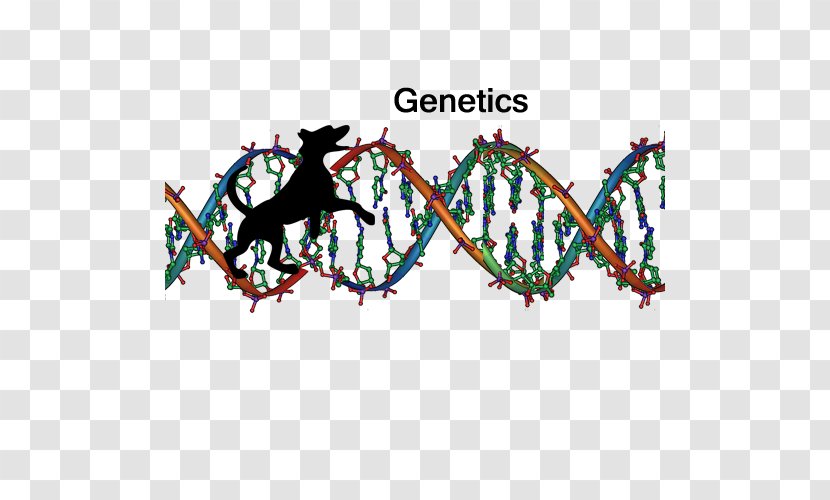 Nucleic Acid Double Helix DNA Sequencing Genetics - Science Transparent PNG