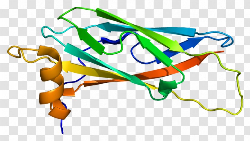 VAPA Vesicle-associated Membrane Protein VAP Family - Vesicle Transparent PNG