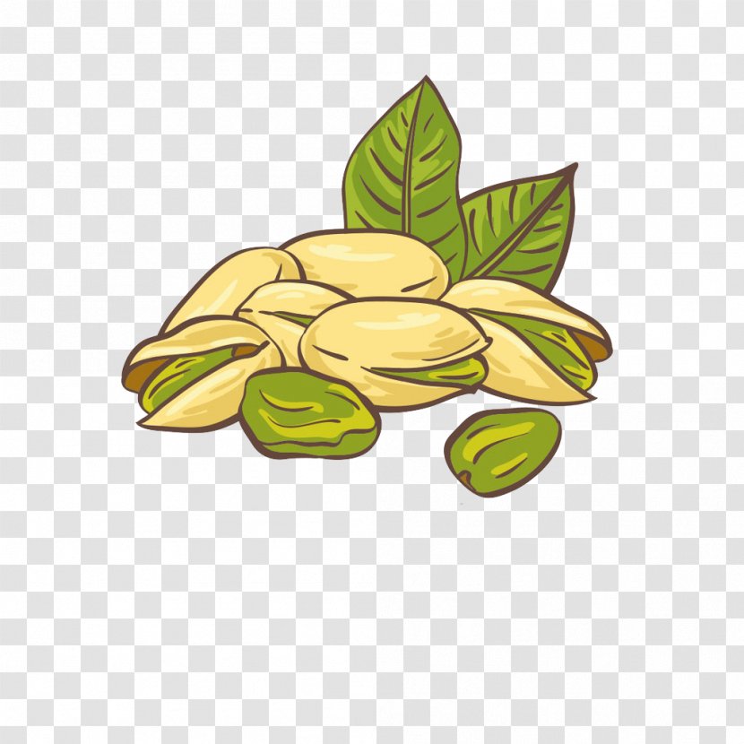 Pistachio Ice Cream Nut Illustration - Plant - Painted Fresh Pistachios Transparent PNG