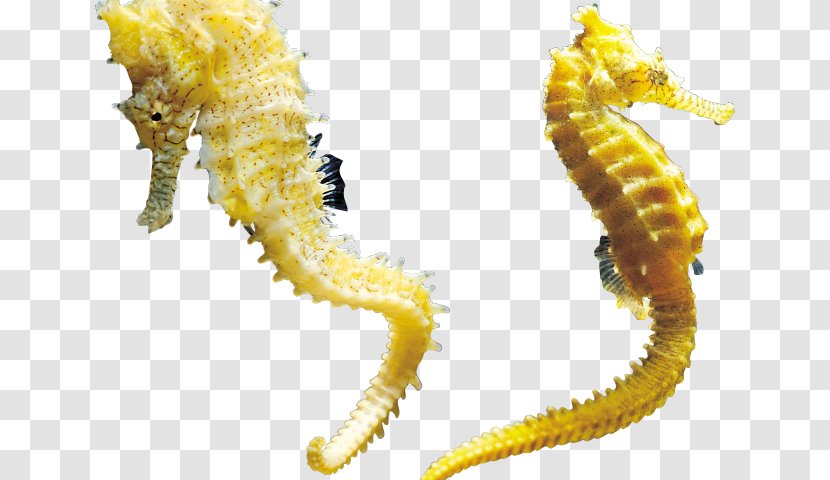 Animal Seahorse - Hippocampus - Centipede Transparent PNG