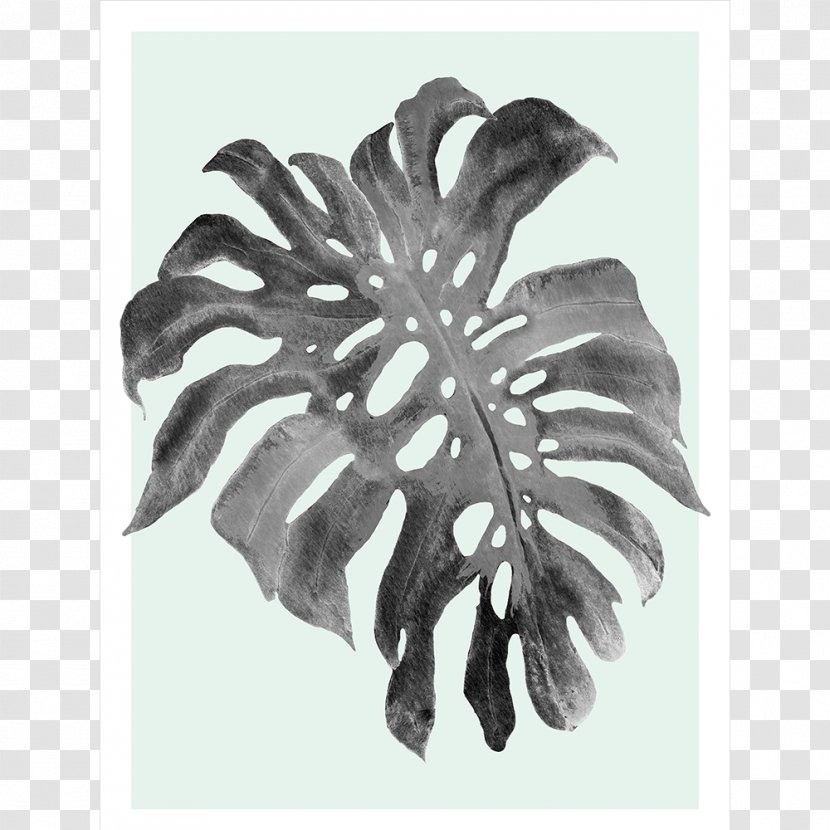 Swiss Cheese Plant Art Canvas Print Philodendron Vine - Monstera Border Transparent PNG