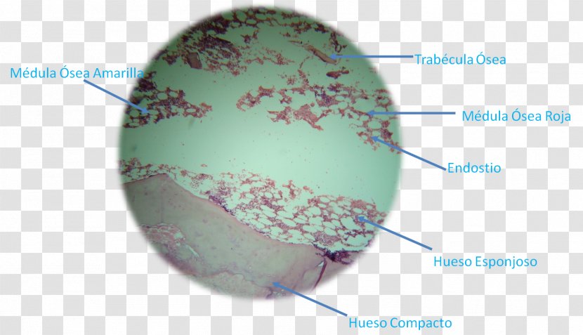 Bone Beenweefsel Trabecula Histology Anatomy - Turquoise - Microscope Transparent PNG