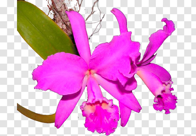 Crimson Cattleya Christmas Orchid Chinauta Laelia Orchids - Succulent Plant Transparent PNG