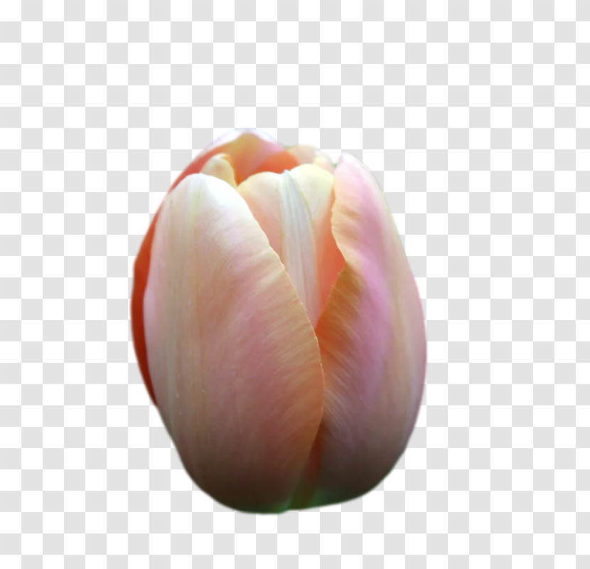 Tulip Lilies Petal Bud Close-up Transparent PNG