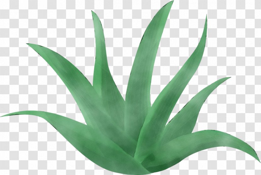 Aloe Vera Leaf - Lotion - Perennial Plant Xanthorrhoeaceae Transparent PNG