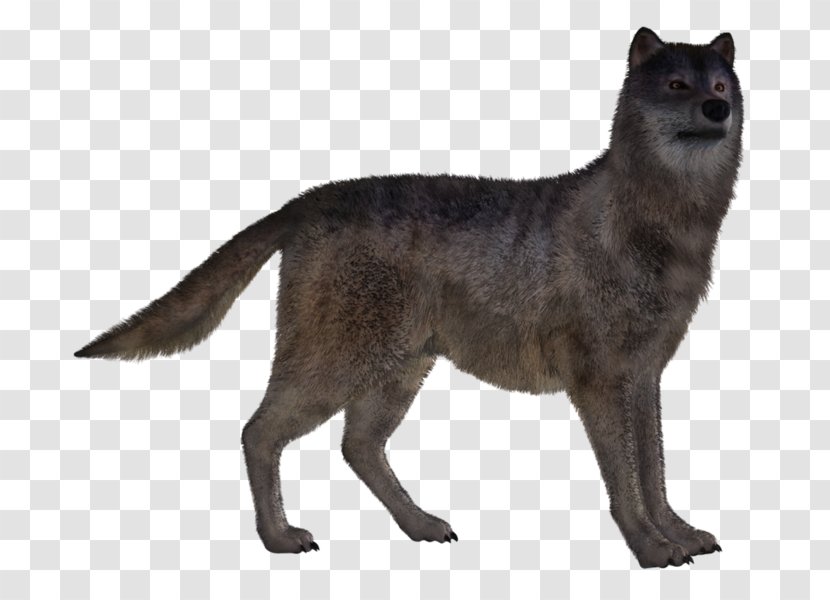Dog Red Fox Canidae Transparent PNG