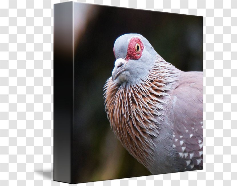 Beak Finches Galliformes Feather Close-up - Fauna Transparent PNG