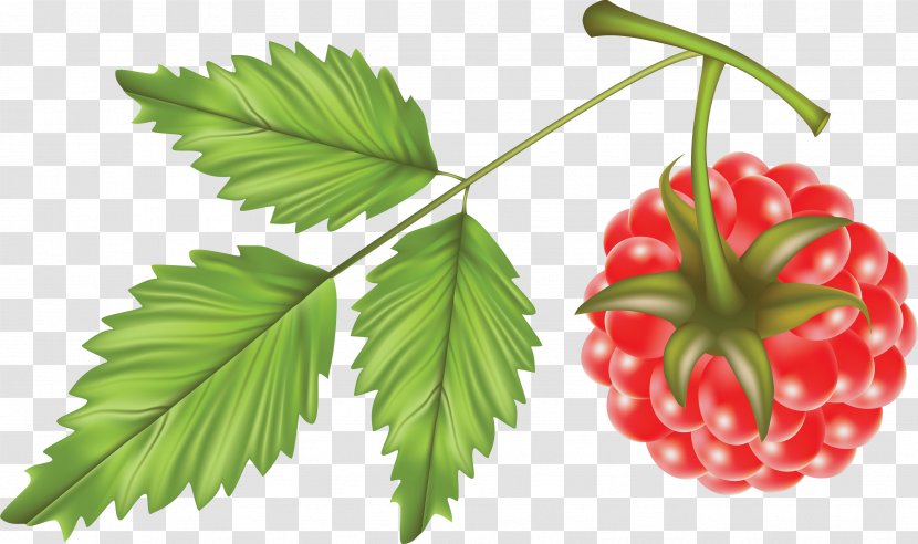 Strawberry Leaf Raspberry - Produce - Rraspberry Image Transparent PNG