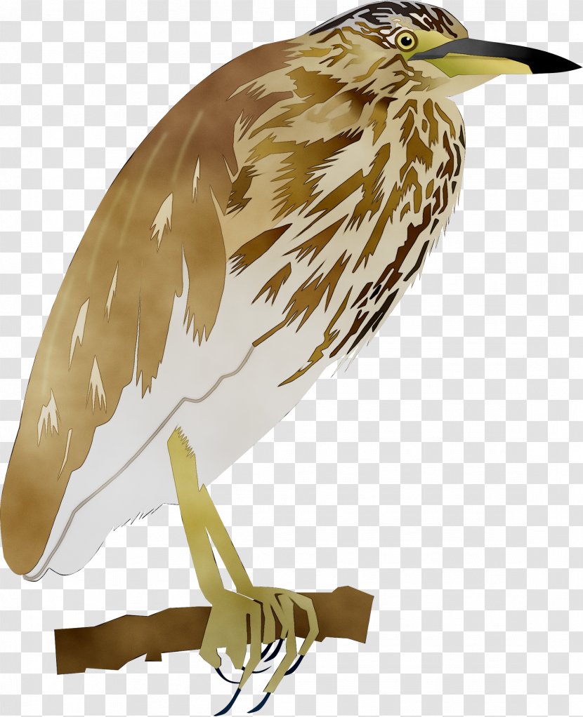 Fauna Beak Feather Cuckoos - Bird Transparent PNG