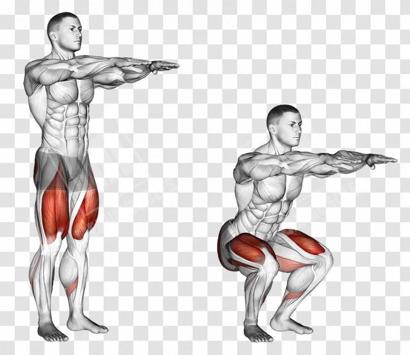 Squat Exercise Muscle Dumbbell Weight Training - Flower Transparent PNG