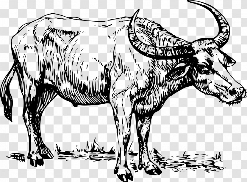 Water Buffalo Drawing Clip Art - Bison Transparent PNG