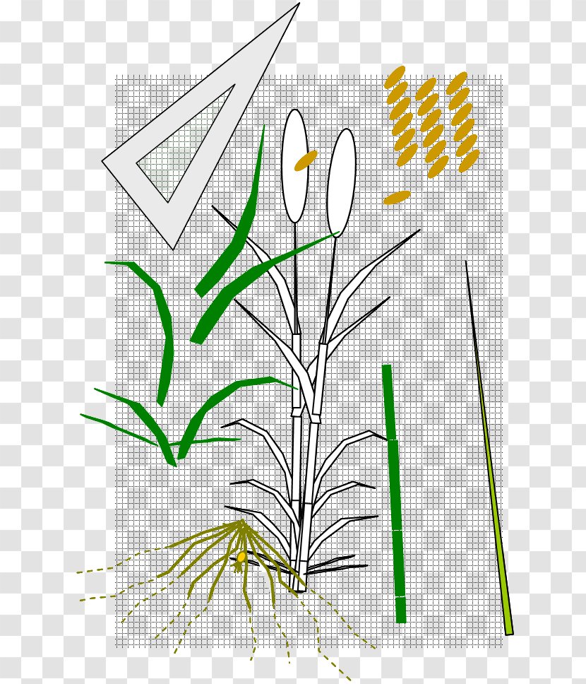 Art Graphic Design - Leaf - Wheat Fealds Transparent PNG