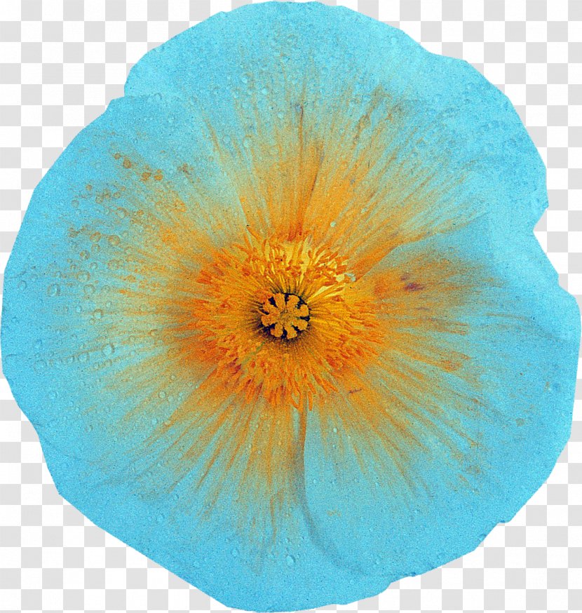 Flowering Plant Petal The Poppy Family Microsoft Azure - Flower Transparent PNG