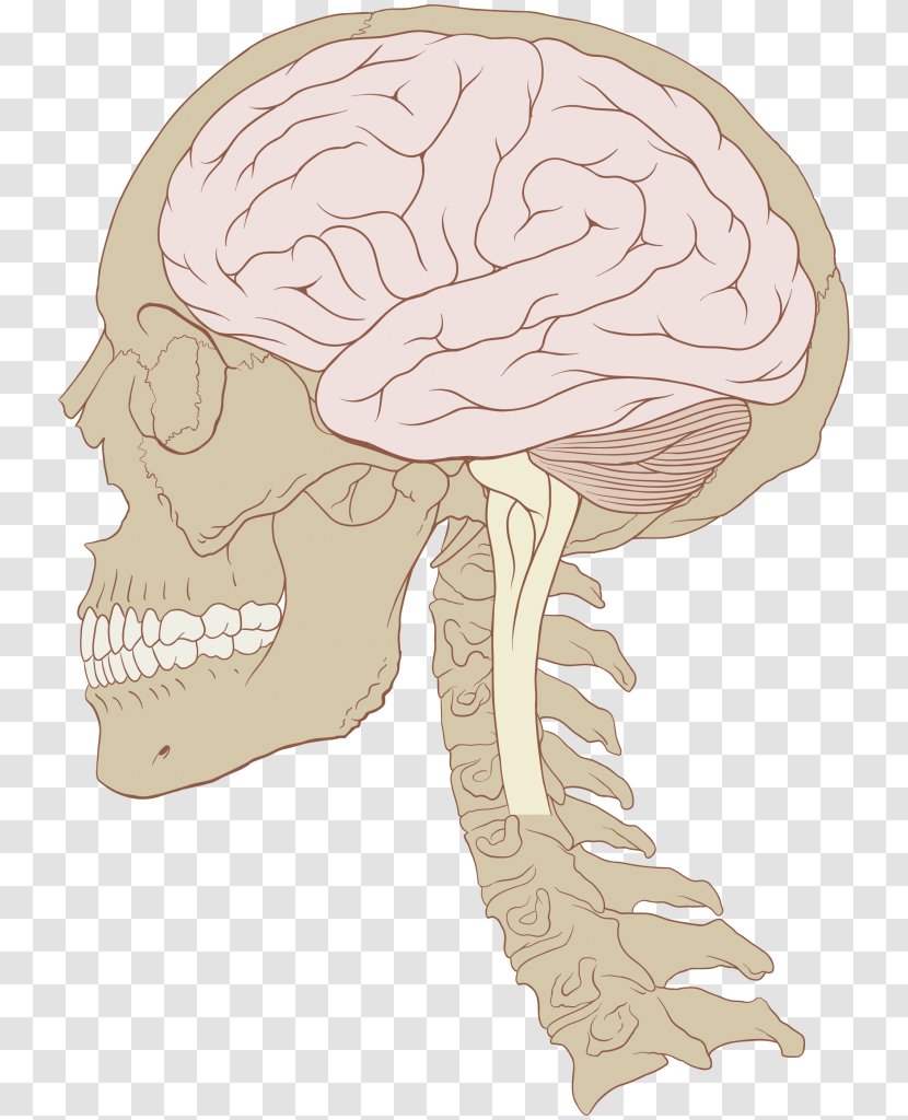 Concussion Traumatic Brain Injury - Tree Transparent PNG