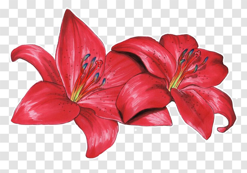 Flower Drawing Lilium Philadelphicum Olsikowa - Cut Flowers - Lily Transparent PNG