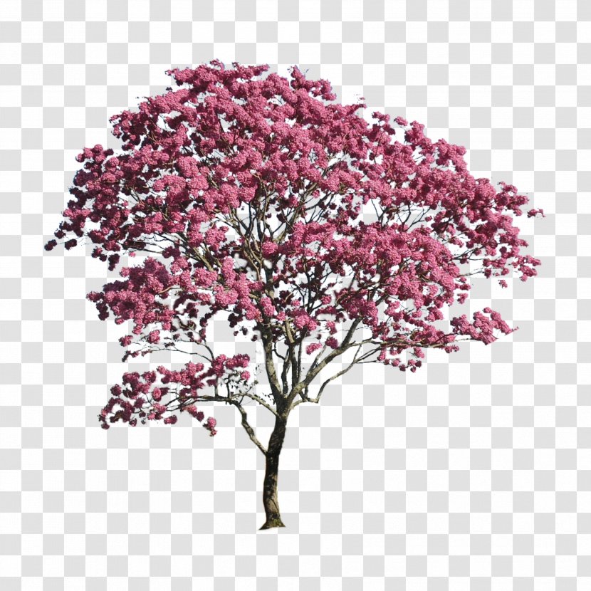 Landscape Architecture Image - Painting - Amur Maple Tree Pink Transparent PNG