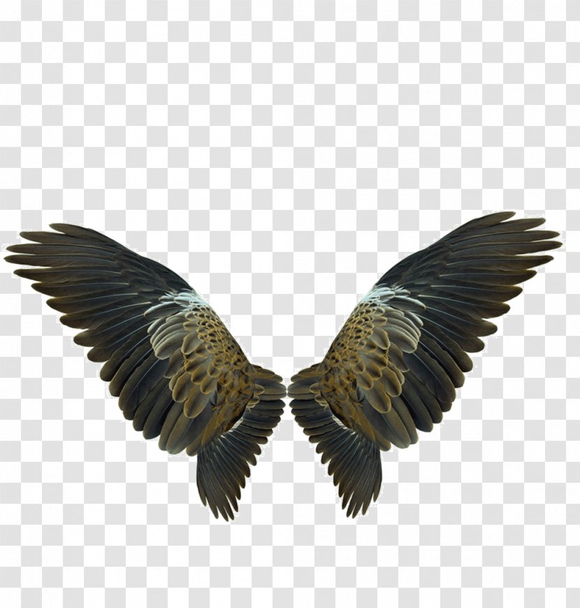 Wing Flight - Feather - Eagles Wings Transparent PNG