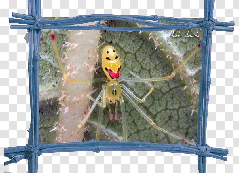 Spider Theridion Grallator Hawaiian Tropical Rainforests Smiley - Wolf Transparent PNG