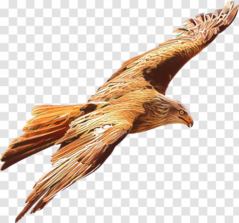 Golden Eagle Bird Of Prey Kite - Cartoon - Vulture Northern Harrier Transparent PNG