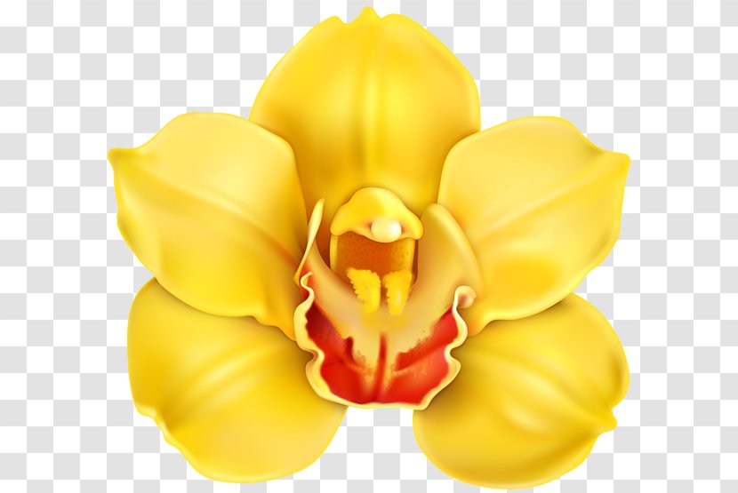 Cypripedium Parviflorum Yellow Clip Art - Flowers Transparent PNG