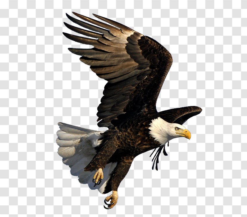 Bald Eagle Image Dmanisi Art Transparent PNG