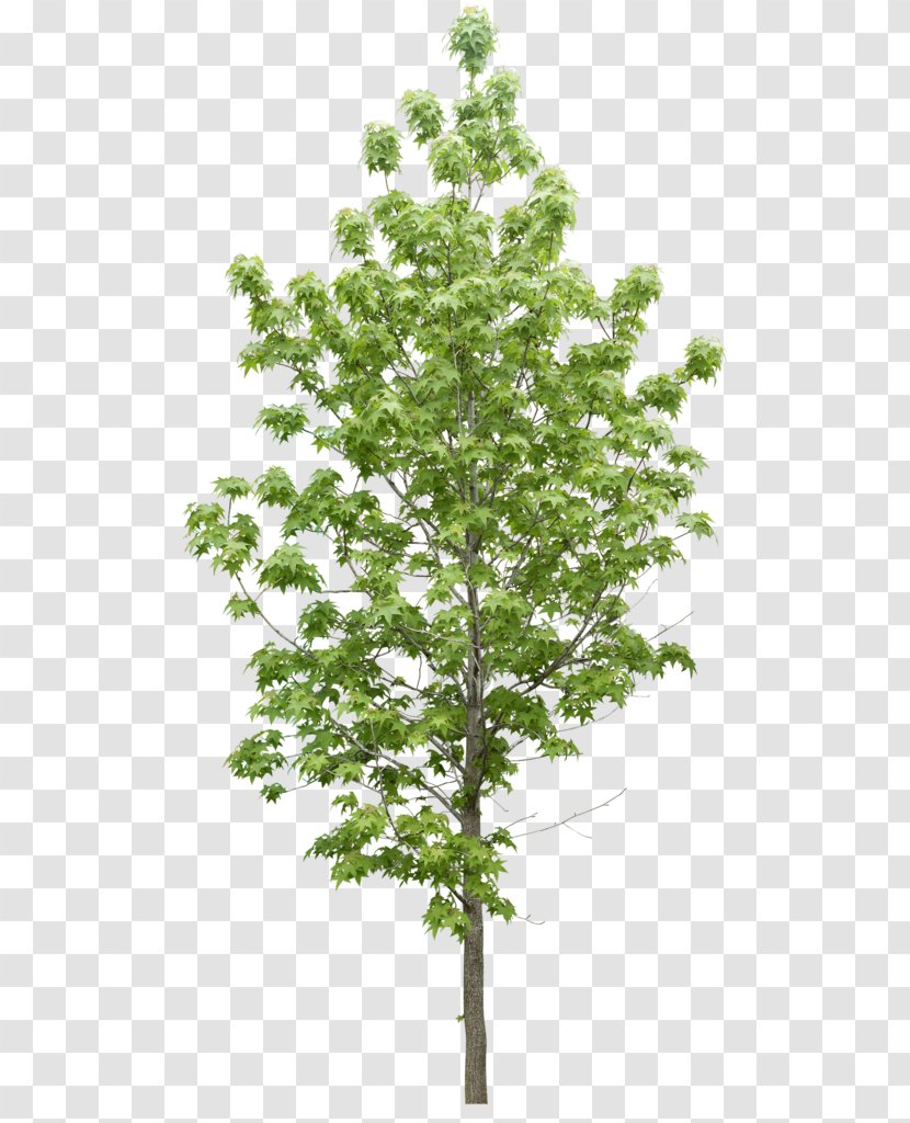 Tree Plant Data Icon - Texture Mapping - Trees Transparent PNG