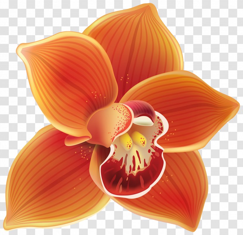 How To Grow Orchids Orange Flower Clip Art - Orchid - Winnie Pooh Transparent PNG