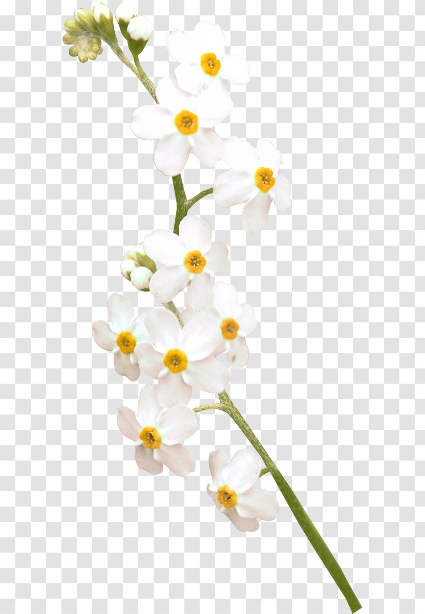 Flower Moth Orchids White - Cut Flowers Transparent PNG