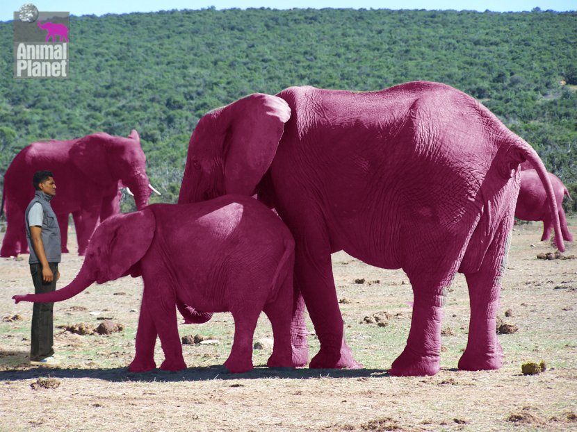 Seeing Pink Elephants On Parade Elephantidae Clip Art - In Kerala Culture Transparent PNG