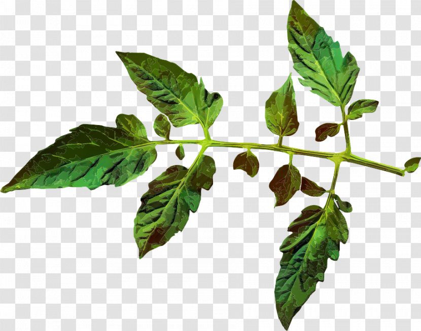 Clip Art Leaf Tomato Juice Plants - Yellow Curl Virus - Mulukhiyah Transparent PNG