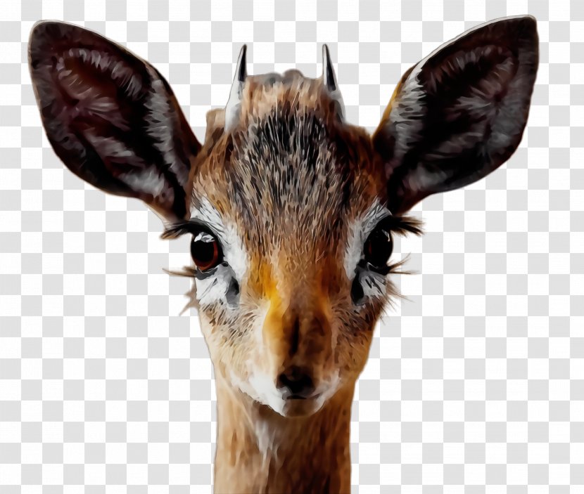 Watercolor Animal - Portrait - Roe Deer Horn Transparent PNG