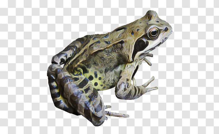 Frog True Frog Toad Bullfrog Northern Leopard Frog Transparent PNG