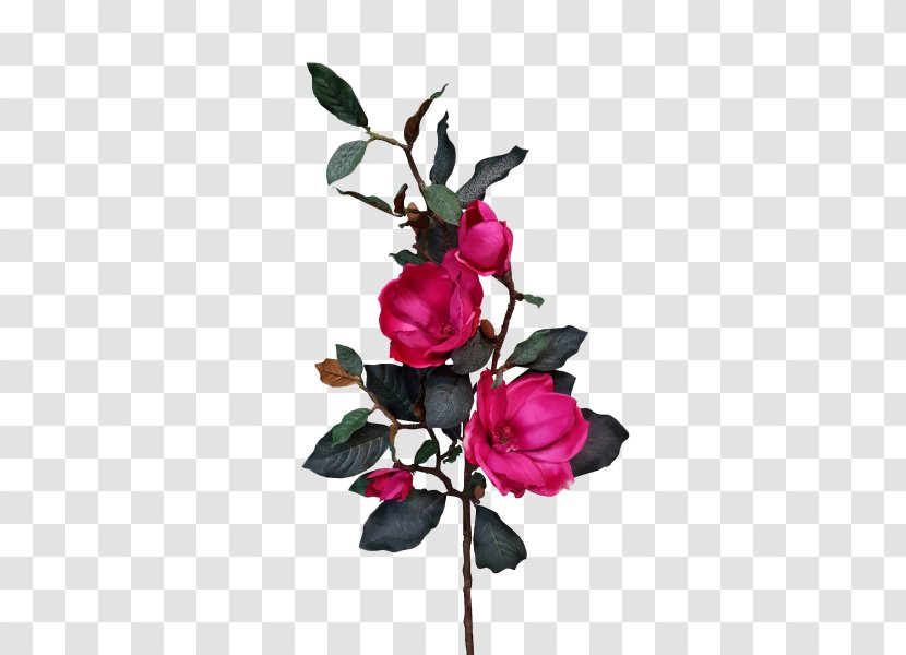 Cut Flowers Garden Roses Plant - Magnoliaceae - Pink Magnolia Transparent PNG
